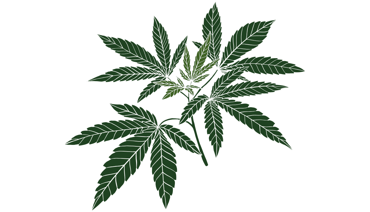 Illustration einer Cannabispflanze